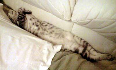 狭い場所に執着する猫の画像が見たい