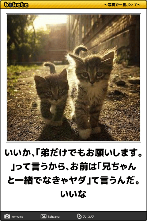 ボケて！で笑った動物編