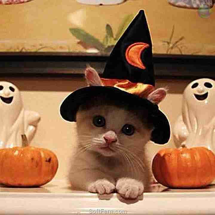 【雑談トピ】ハロウィンパーティー開催中！