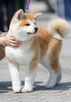 飼ってみたい犬種は？