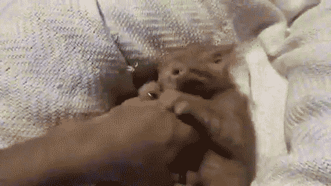 茶トラ猫画像が集まるトピ