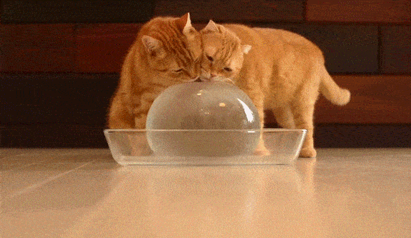 茶トラ猫画像が集まるトピ
