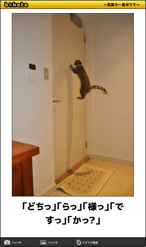 ボケて！で笑った動物編
