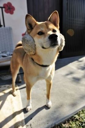 ガルチャン犬カフェ開店♡