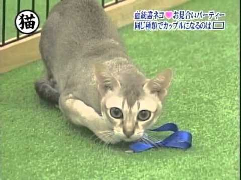 トリビアの種「血統書付きの猫10匹がお見合いパーティーをやった時、同じ種類の猫同士がカップルになるのは10組中？？組」 - YouTube