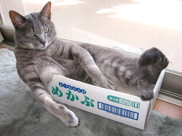 狭い場所に執着する猫の画像が見たい