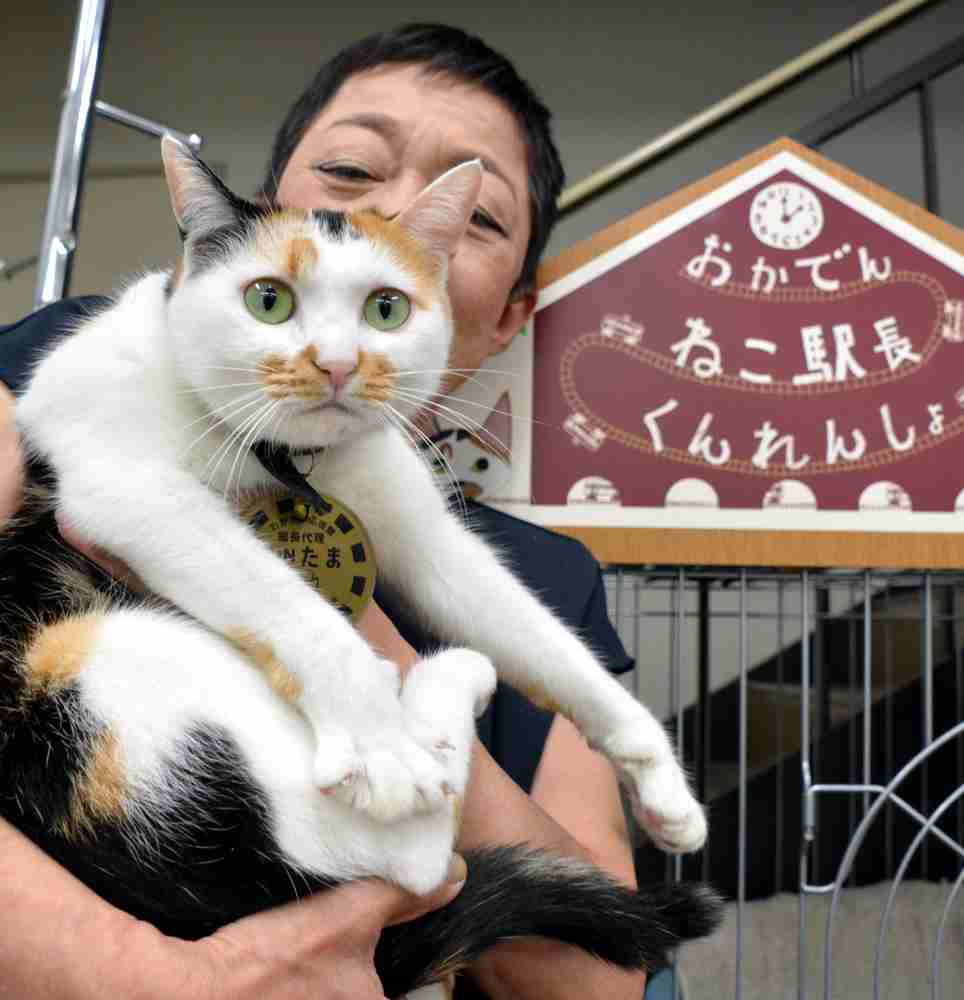 ＜猫の駅長＞「ＳＵＮたまたま」まもなくデビュー　猛訓練中 （毎日新聞） - Yahoo!ニュース