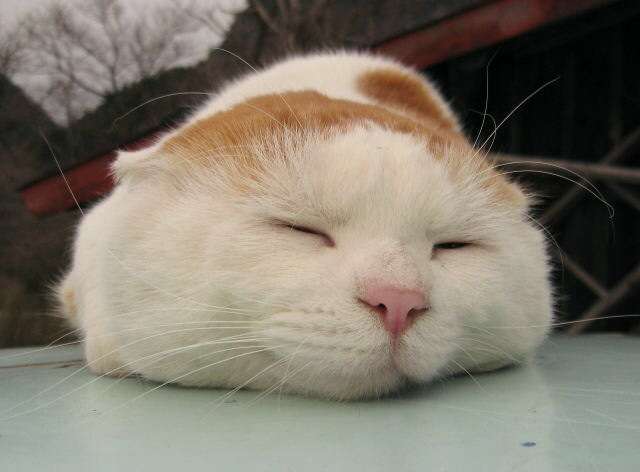 猫好きあるある