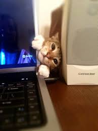 狭い場所に執着する猫の画像が見たい