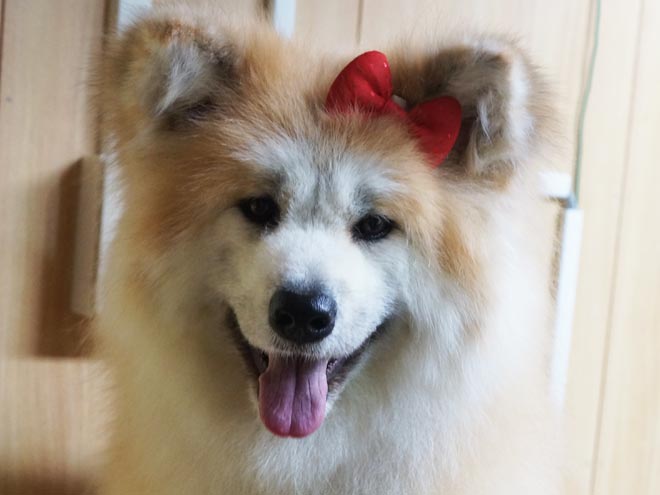 リボンをつけた画像を貼るトピ