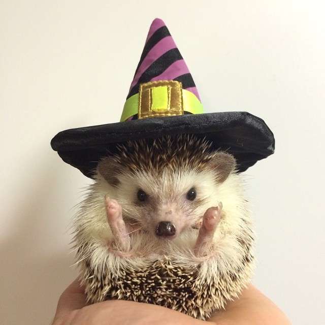 【子供か動物限定】ハロウィンのかわいいコスプレ画像を集めよう。