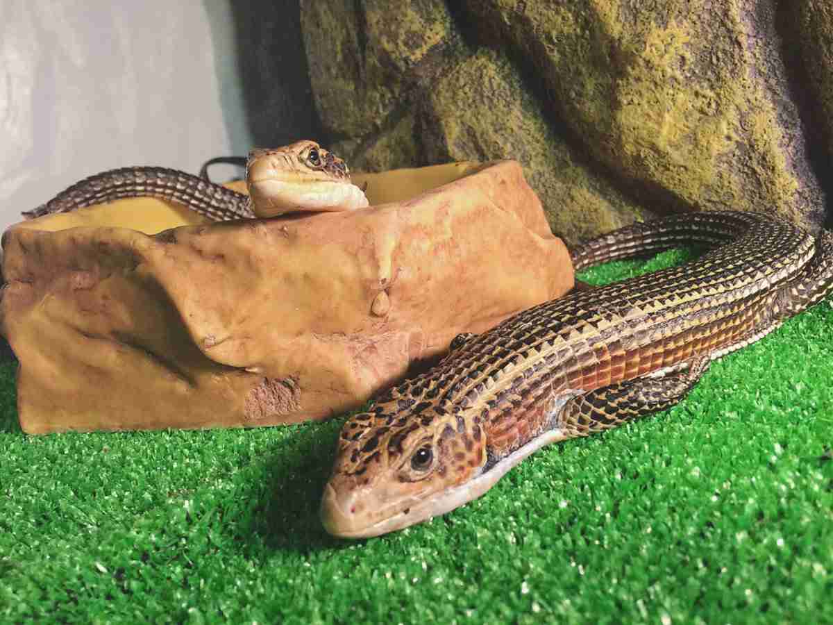 【苦手な人注意】「爬虫類や虫を飼っている」という理由でコンビニをクビに…客からの理不尽なクレームが話題