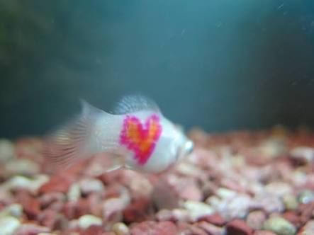 【 金魚】可愛い、綺麗なお魚画像ください~【熱帯魚 】