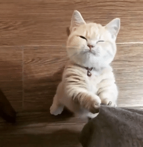 茶トラ猫画像が集まるトピ