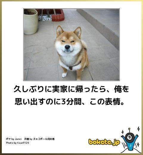 ボケて！で笑った動物編