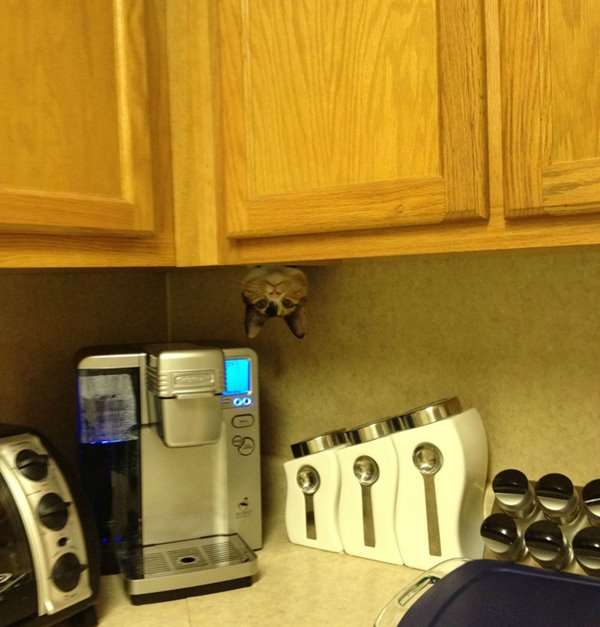 狭い場所に執着する猫の画像が見たい