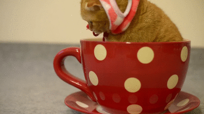 茶トラ猫画像が集まるトピ