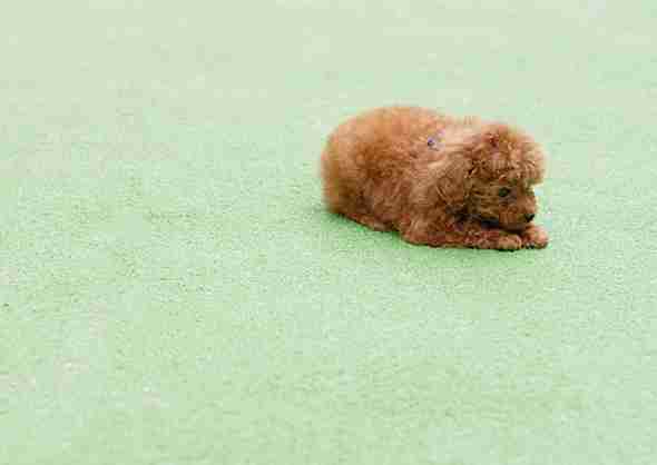 赤ちゃんを育てながら室内犬を飼っている方