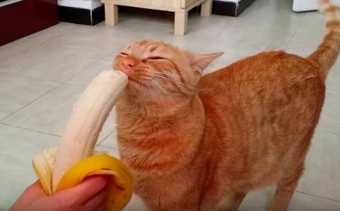 茶トラ猫画像が集まるトピ