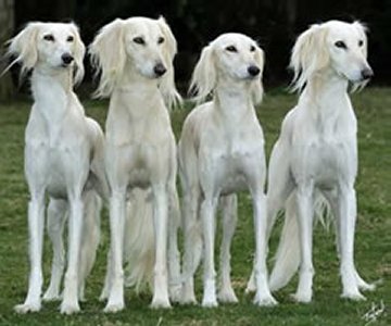 飼ってみたい犬種は？
