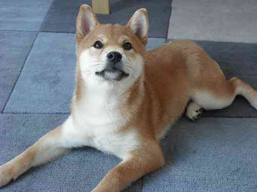 犬のしつけのこつ