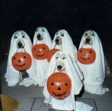 【画像】ハロウィン仕様の商品