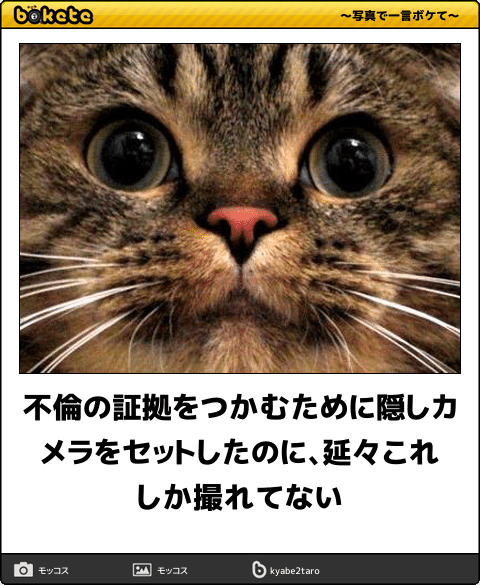 ボケて！で笑った動物編
