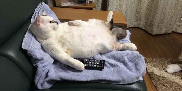 猫好きあるある