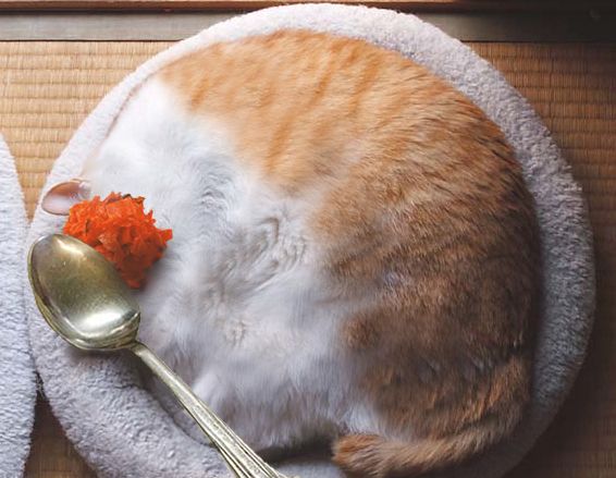 狭い場所に執着する猫の画像が見たい