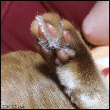 肉球下さい！