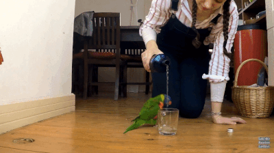 家にインコなど鳥類がいる方いませんか