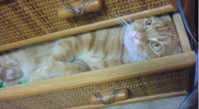 狭い場所に執着する猫の画像が見たい