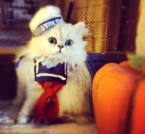 【子供か動物限定】ハロウィンのかわいいコスプレ画像を集めよう。