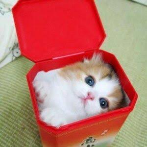 狭い場所に執着する猫の画像が見たい