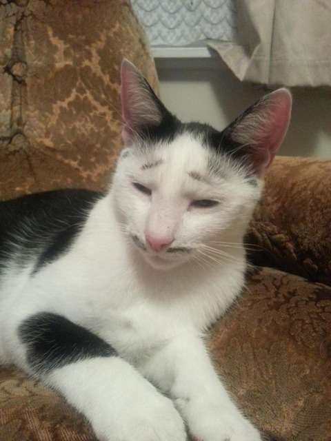 いろんな織田信長を見たい