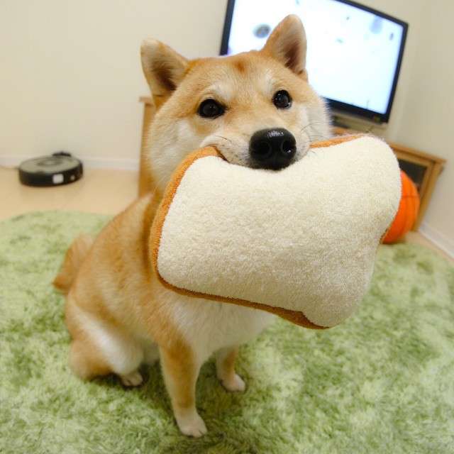 ゆったり流れるわんこの時間 イケメン柴犬 だいふくの日常に癒される ガールズちゃんねる Girls Channel