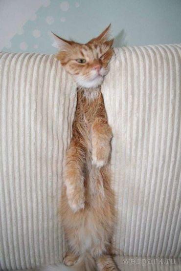 狭い場所に執着する猫の画像が見たい