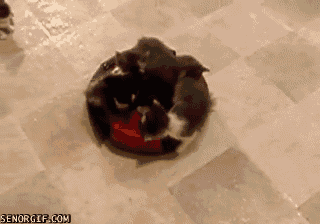 茶トラ猫画像が集まるトピ