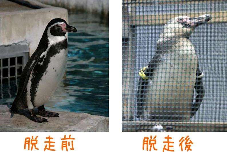 「いらすとや」にイラストレーターが悲鳴「仕事を奪っている」「タダが当たり前になってしまう」