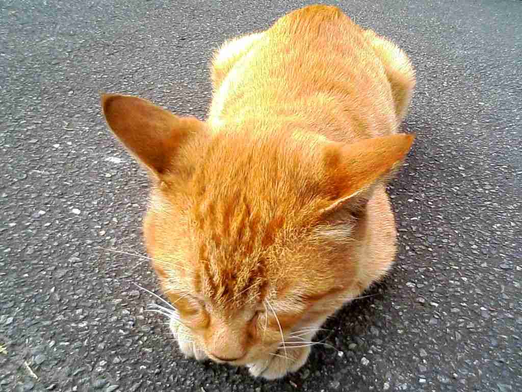 茶トラ猫画像が集まるトピ