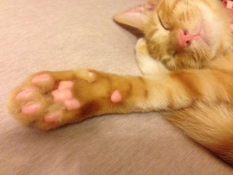 肉球下さい！