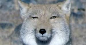 ガルちゃん上級者にありがちなこと