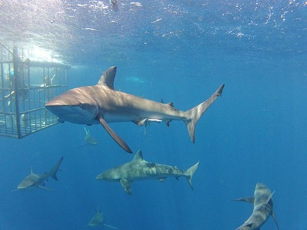 ビキニ菜々緒、サメとの競泳!? 「お尻やばい」「怖くないの?」と猛反響