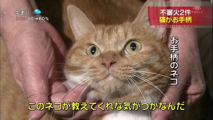 茶トラ猫画像が集まるトピ