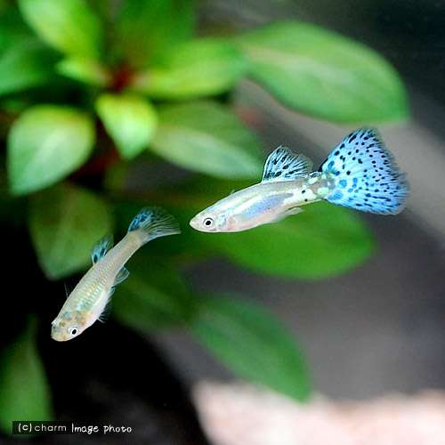 【 金魚】可愛い、綺麗なお魚画像ください~【熱帯魚 】