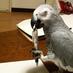 Ootori Raku on Twitter: "@ootoriraku 　本当に動物を愛していて、動物達のために働いている人達に「あなたが助けてくれなかったら、この子は捨てます」「動物愛護センターで処分してもらいます」と脅すのは本当に止めてください。"