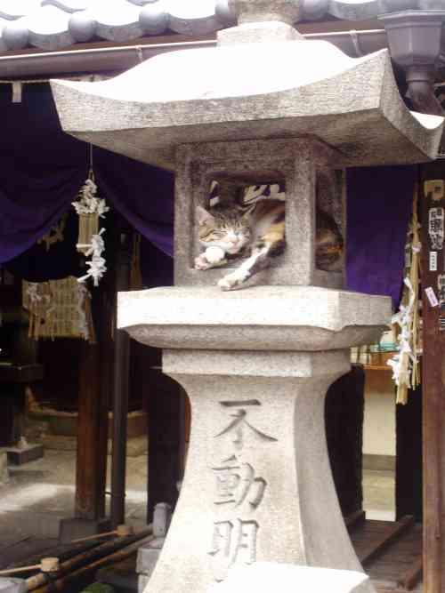 狭い場所に執着する猫の画像が見たい