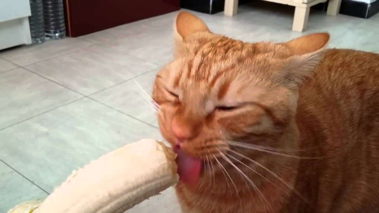 バナナを食べてる猫 - YouTube