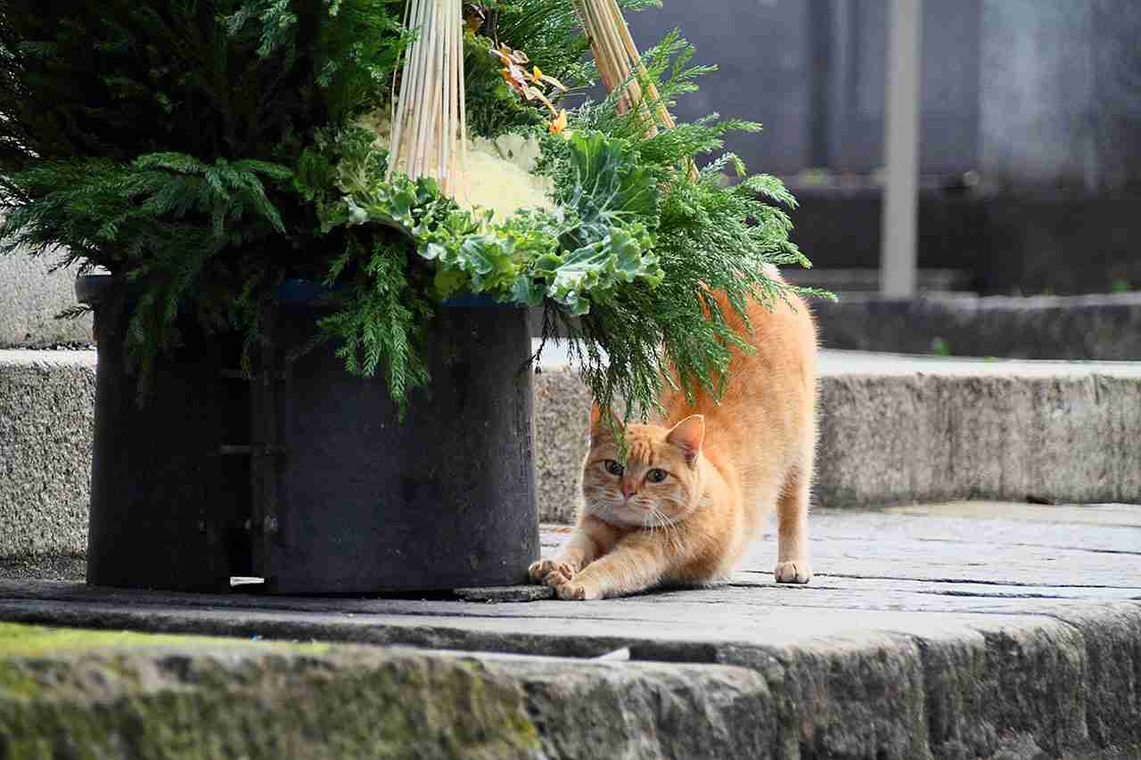 茶トラ猫画像が集まるトピ