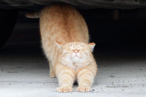 茶トラ猫画像が集まるトピ